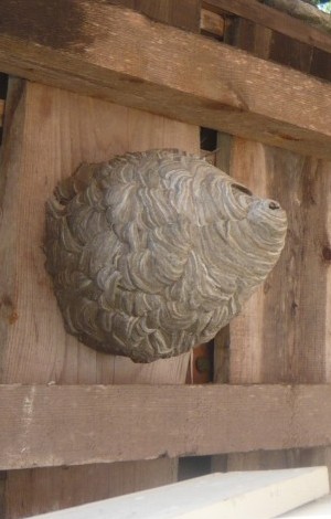 Guepes3