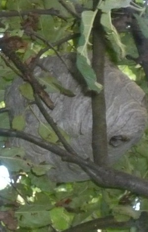 Nid arbre