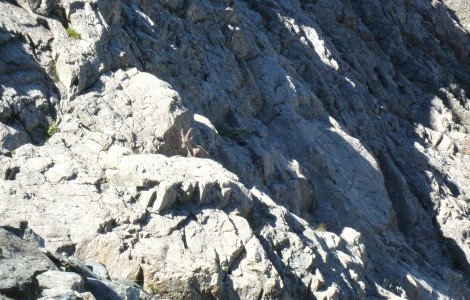 Bouquetin